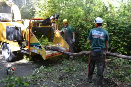 tree services Redwood Valley